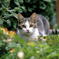 Attention, cat on alert
