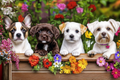 Chiots + fleurs = trop de douceur