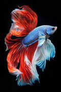 La danse hypnotique du Betta
