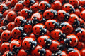 A Thousand and One Ladybugs