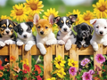 A festival of puppies and flowers