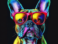 Le look coloré et branché du Bulldog