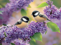Delicate duet among the flowering lilacs