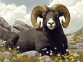 The beauty of the black ram