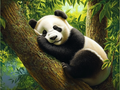 Le Panda Endormi