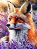 Le charme du renard et le parfum des lavandes